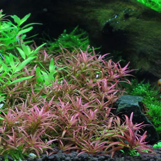 Rotala mexicana "Goias"