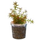 Rotala mexicana "Goias"