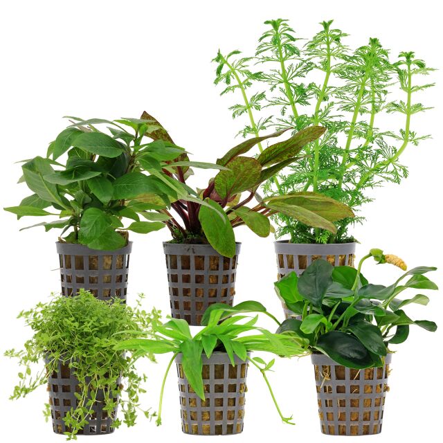 Aquarienpflanzen Set - 60 Liter - Farbig - einfach - Nr. 08