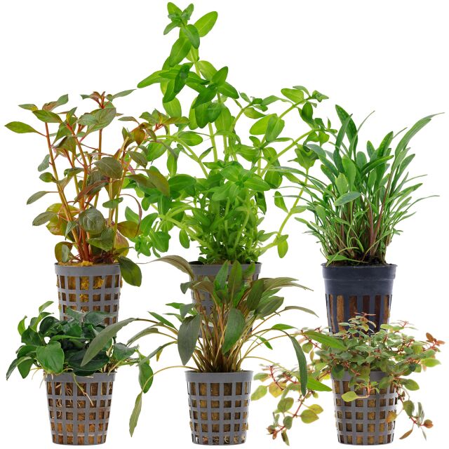 Aquarienpflanzen Set - 60 Liter - Farbig - einfach - Nr. 10