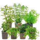 Aquarienpflanzen Set - 60 Liter - Grün - mittel -...
