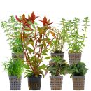 Aquarienpflanzen Set - 60 Liter - Grün - mittel -...