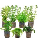 Aquarienpflanzen Set - 60 Liter - Grün - mittel -...