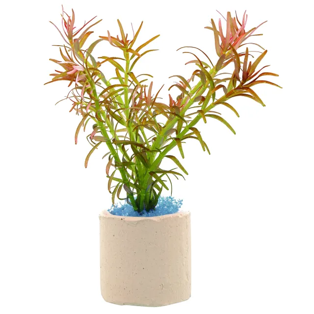 Rotala mexicana "Goias" - bunch