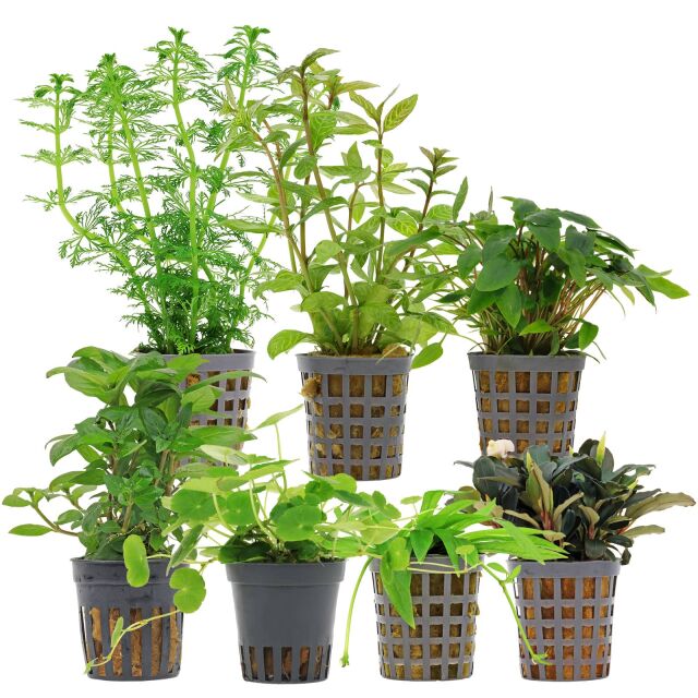 Aquarienpflanzen Set - 120 Liter - Gr&uuml;n - einfach - Nr. 06