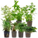 Aquarienpflanzen Set - 120 Liter - Grün - einfach -...