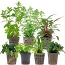 Aquarienpflanzen Set - 120 Liter - Grün - einfach -...