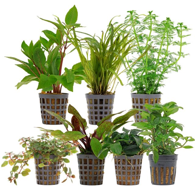 Aquarienpflanzen Set - 120 Liter - Farbig - einfach - Nr. 06