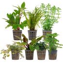 Aquarienpflanzen Set - 120 Liter - Farbig - einfach - Nr....