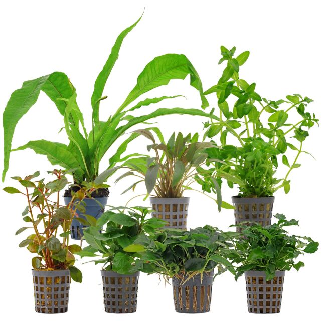 Aquarienpflanzen Set - 120 Liter - Farbig - einfach - Nr. 09