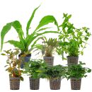 Aquarienpflanzen Set - 120 Liter - Farbig - einfach - Nr....