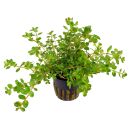 Rotala rotundifolia - Topf