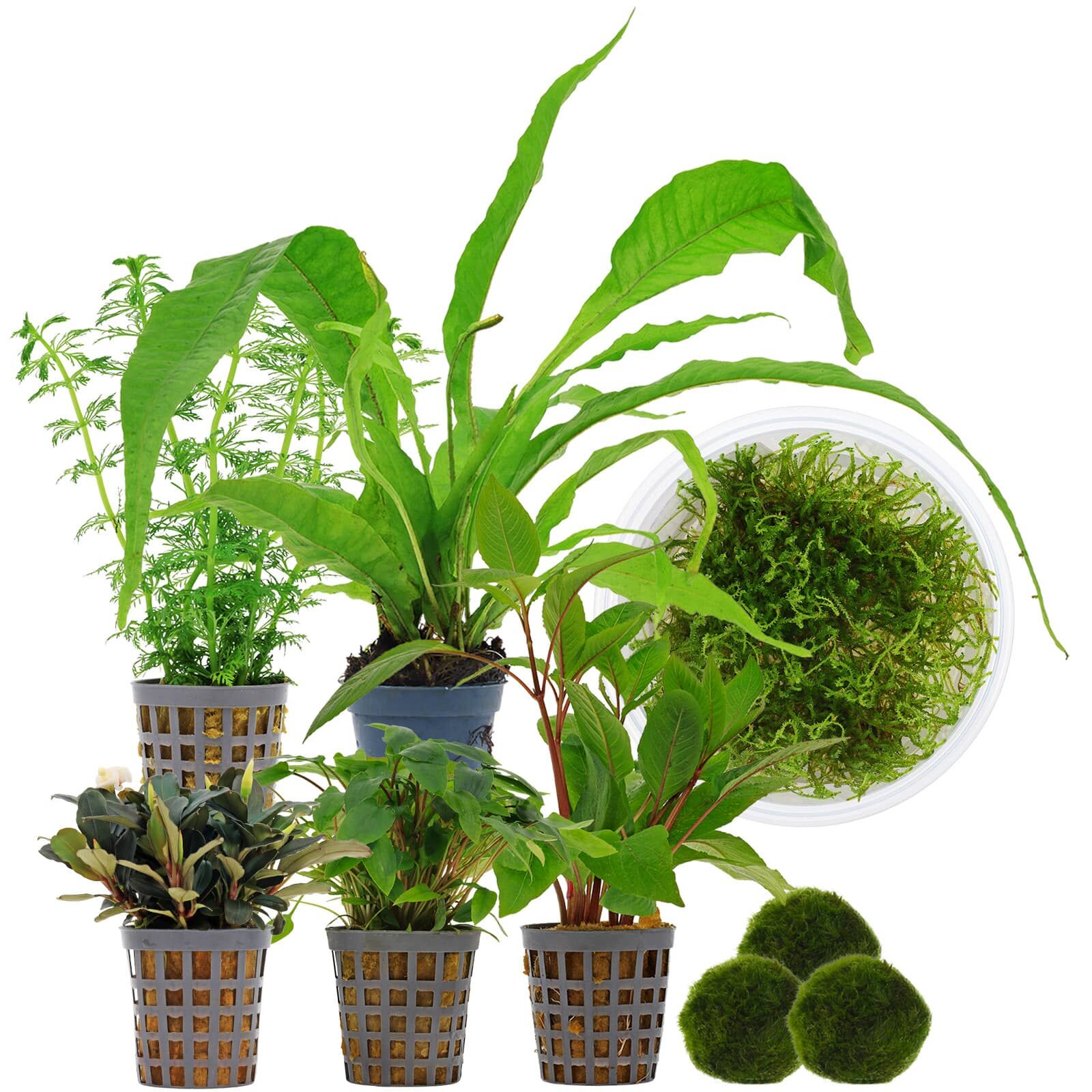 Aquarienpflanzen Set - 120 Liter - Garnelen - Gr&uuml;n - Nr. 01