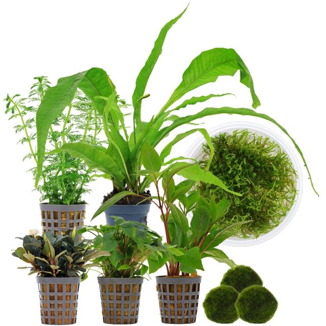Aquarienpflanzen Set - 120 Liter - Garnelen - Gr&uuml;n - Nr. 01