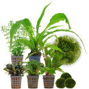 Aquarienpflanzen Set - 120 Liter - Garnelen - Grün -...