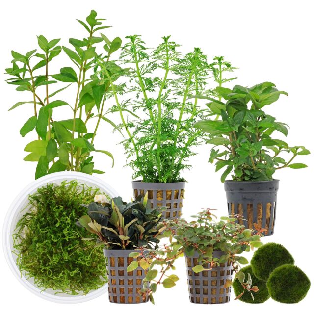 Aquarienpflanzen Set - 120 Liter - Garnelen - Farbig - Nr. 01