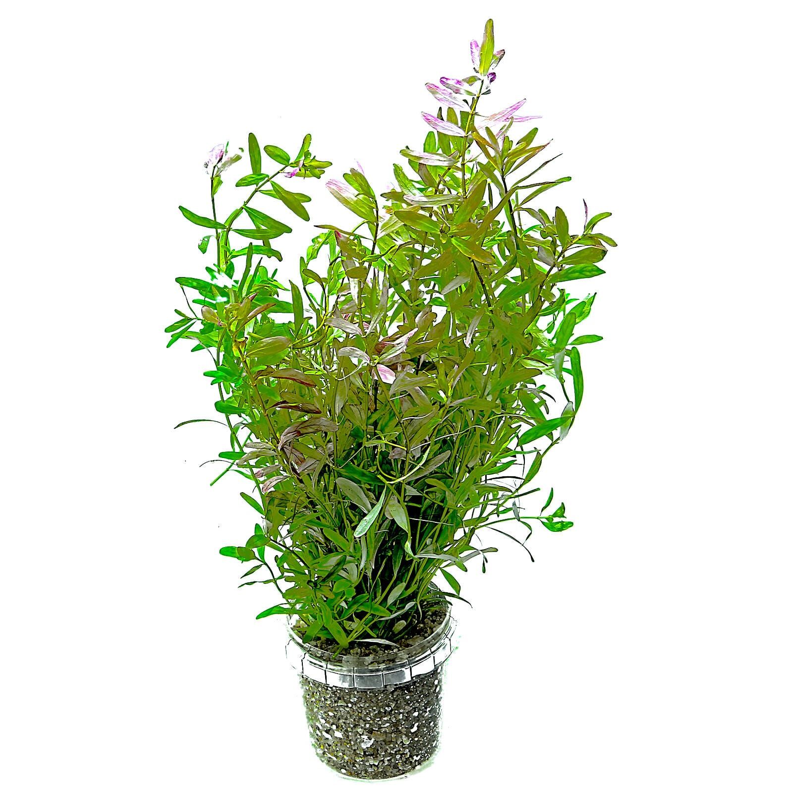 Rotala rotundifolia 'Ceylon'