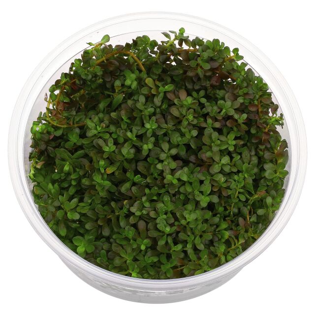 Rotala rotundifolia 'Ceylon'