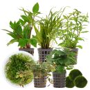 Aquarienpflanzen Set - 120 Liter - Garnelen - Farbig -...