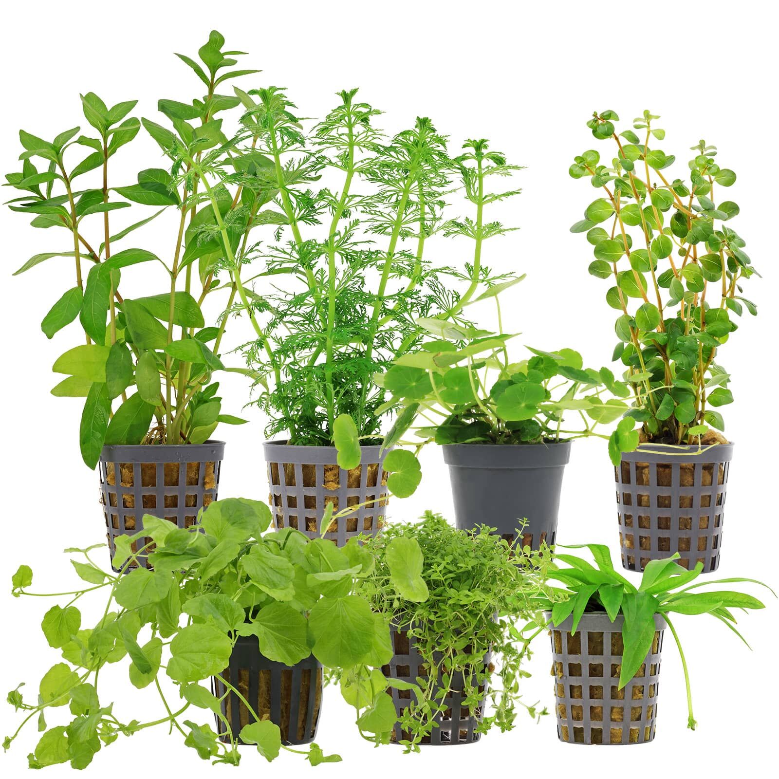 Aquarienpflanzen Set - 120 Liter - Algenkiller - Gr&uuml;n - Nr. 04