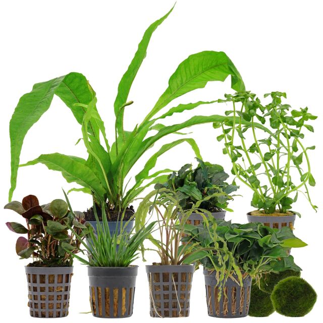 Aquarienpflanzen Set - 120 Liter - Wenig Pflegeaufwand - Nr. 01