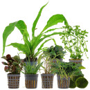 Aquarienpflanzen Set - 120 Liter - Wenig Pflegeaufwand -...