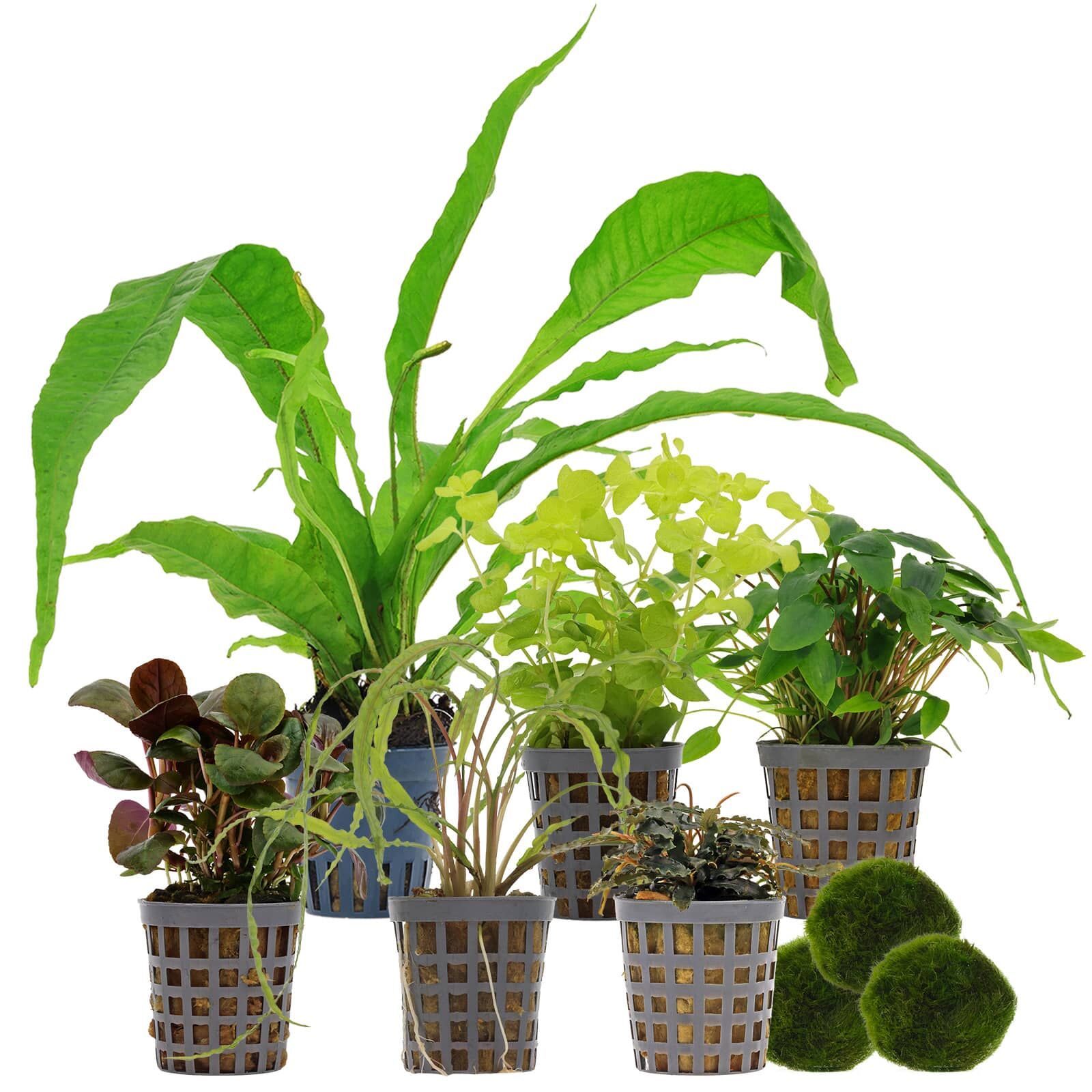 Aquarienpflanzen Set - 120 Liter - Wenig Pflegeaufwand - Nr. 02