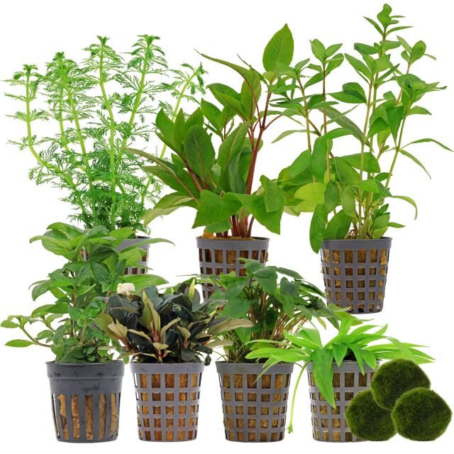 Aquarienpflanzen Set - 250 Liter - Gr&uuml;n - einfach - Nr. 01