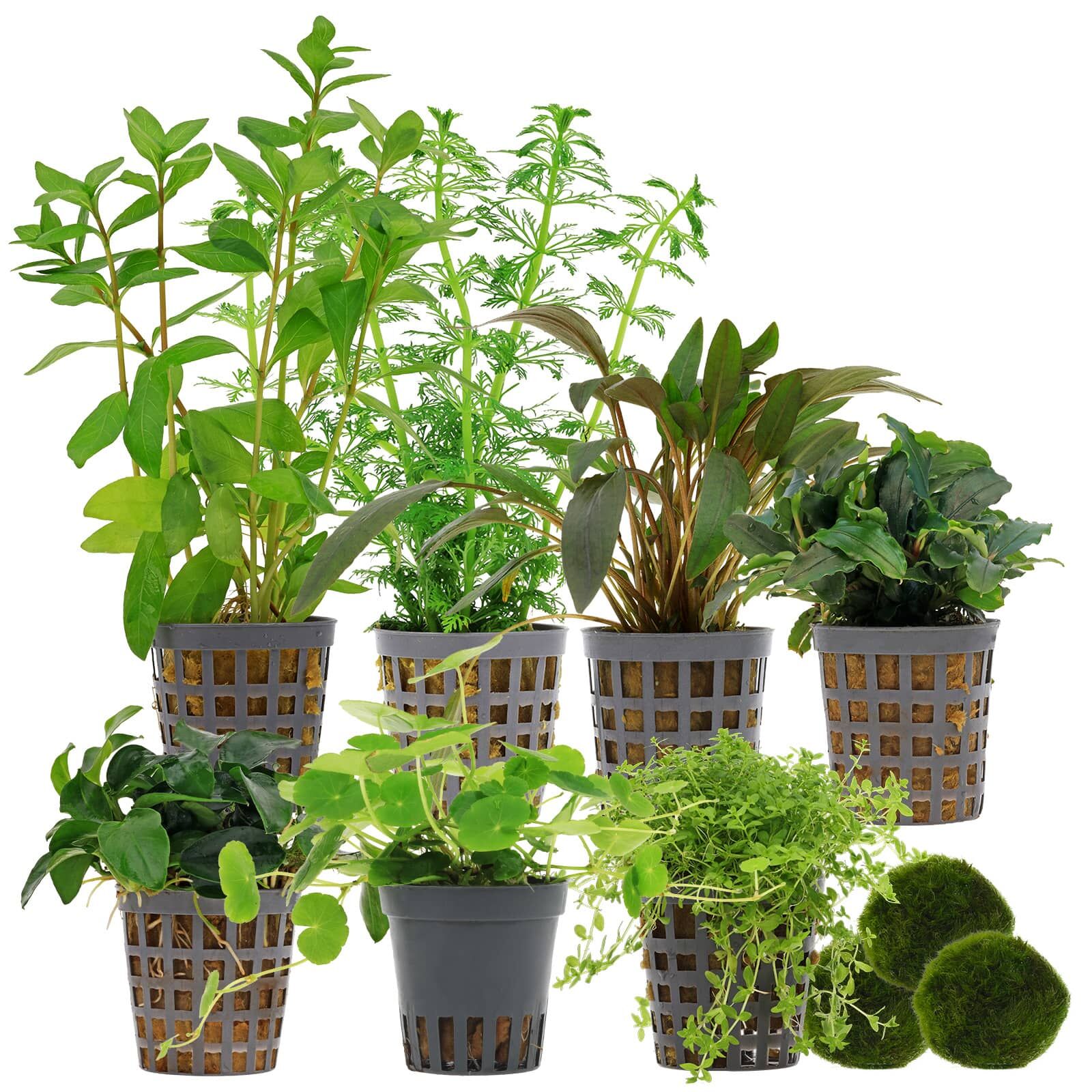 Aquarienpflanzen Set - 250 Liter - Gr&uuml;n - einfach - Nr. 02