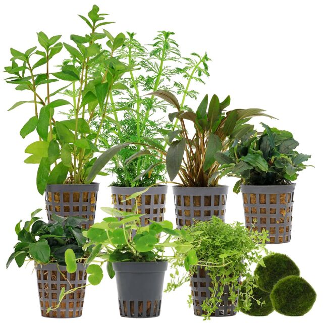 Aquarienpflanzen Set - 250 Liter - Gr&uuml;n - einfach - Nr. 02