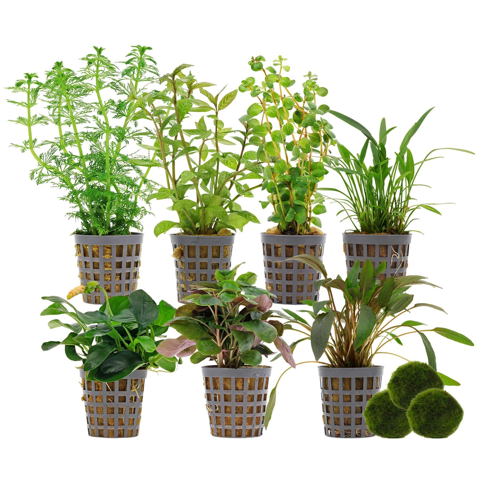 Aquarienpflanzen Set - 250 Liter - Gr&uuml;n - einfach - Nr. 04