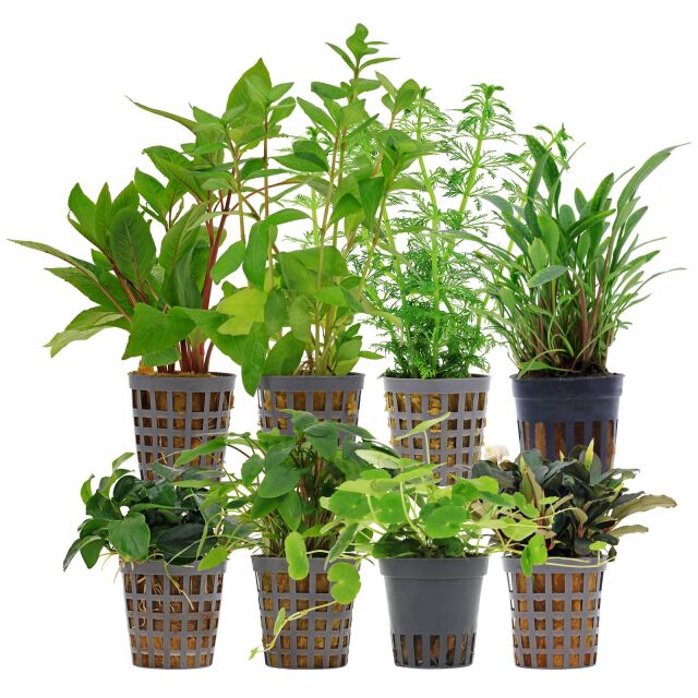 Aquarium Plant Set - 250 Liters - Green - Easy - No. 06