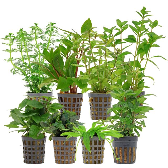 Aquarienpflanzen Set - 250 Liter - Gr&uuml;n - einfach - Nr. 07