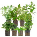 Aquarienpflanzen Set - 250 Liter - Grün - einfach -...