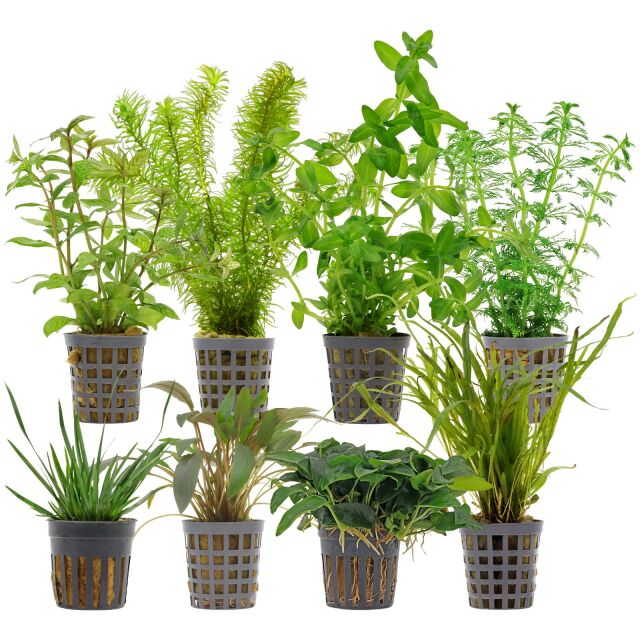 Aquarienpflanzen Set - 250 Liter - Gr&uuml;n - einfach - Nr. 08