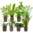 Aquarienpflanzen Set - 250 Liter - Grün - einfach -...