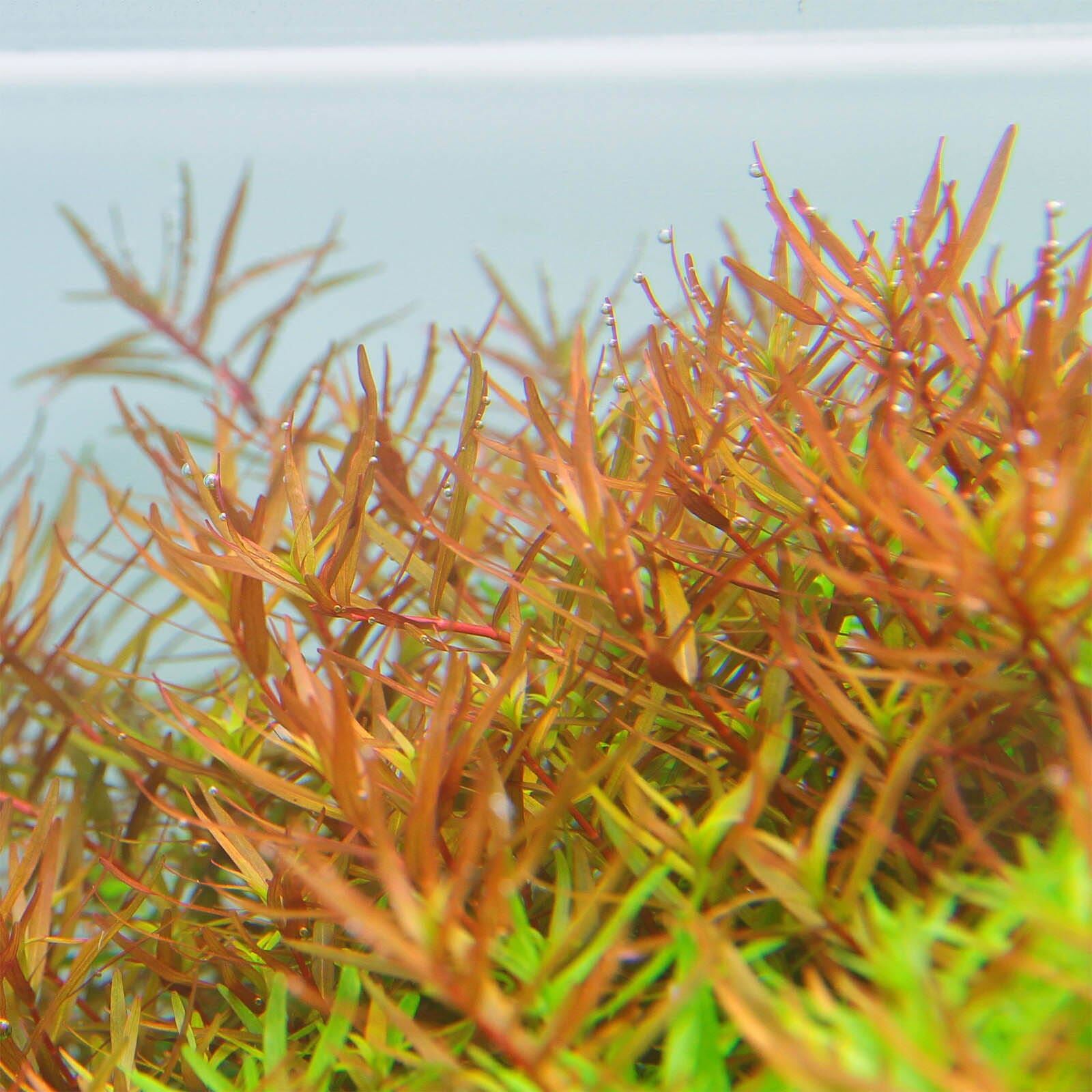 Rotala rotundifolia "Gia Lai" / "H'Ra"