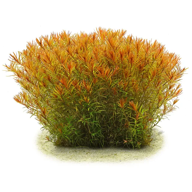 Rotala rotundifolia "Gia Lai" / "H'Ra"