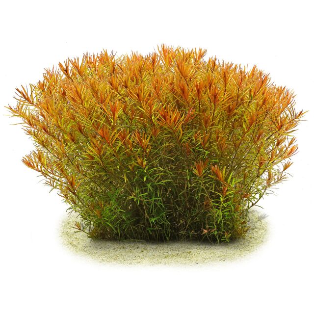 Rotala rotundifolia "Gia Lai" / "H'Ra"