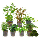 Aquarienpflanzen Set - 250 Liter - Farbig - einfach - Nr....
