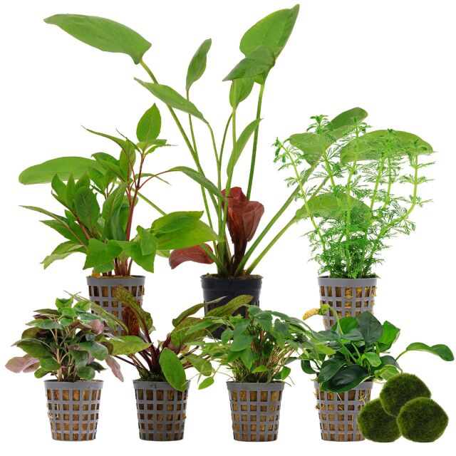 Aquarienpflanzen Set - 250 Liter - Farbig - einfach - Nr. 04