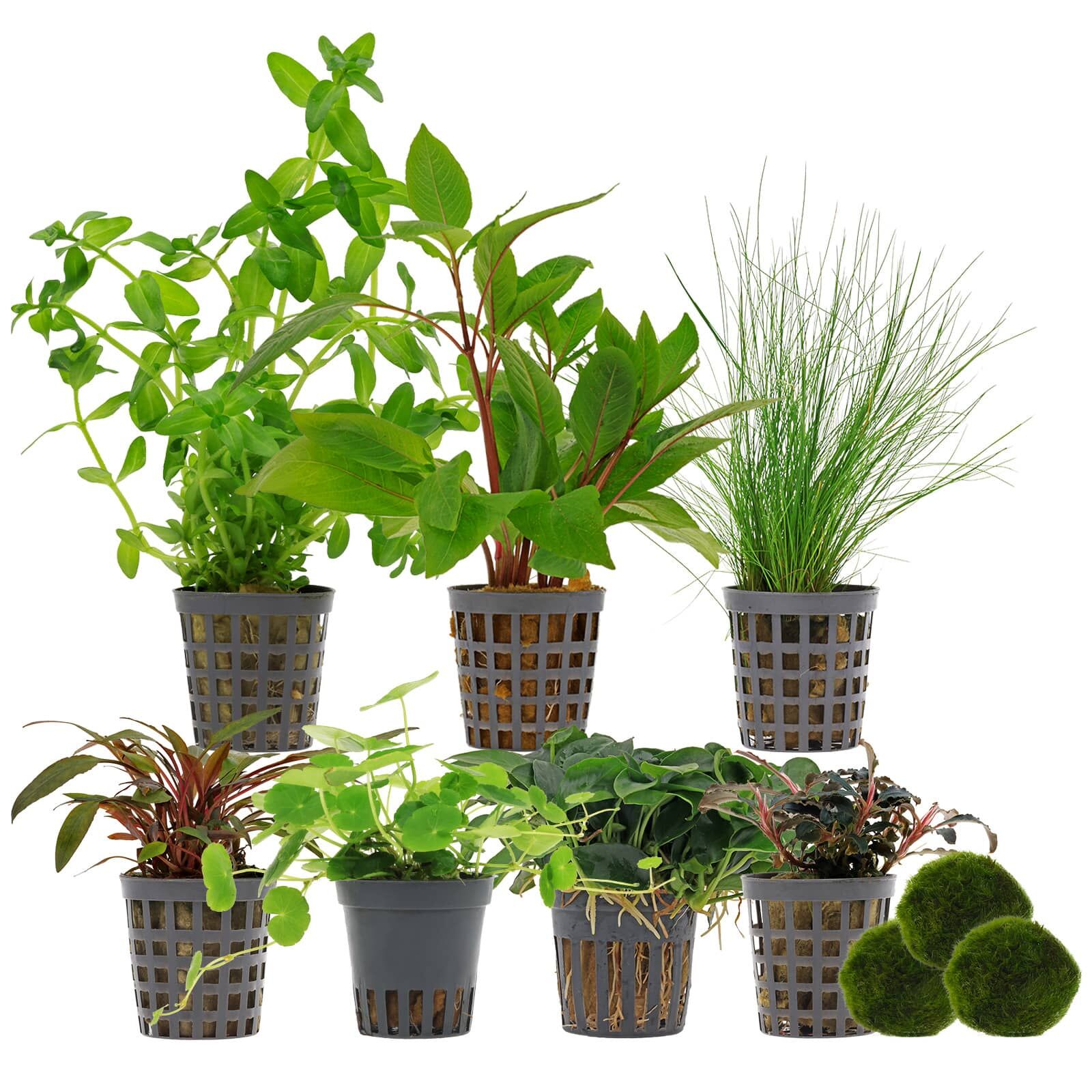 Aquarienpflanzen Set - 250 Liter - Farbig - einfach - Nr. 05