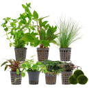 Aquarienpflanzen Set - 250 Liter - Farbig - einfach - Nr....