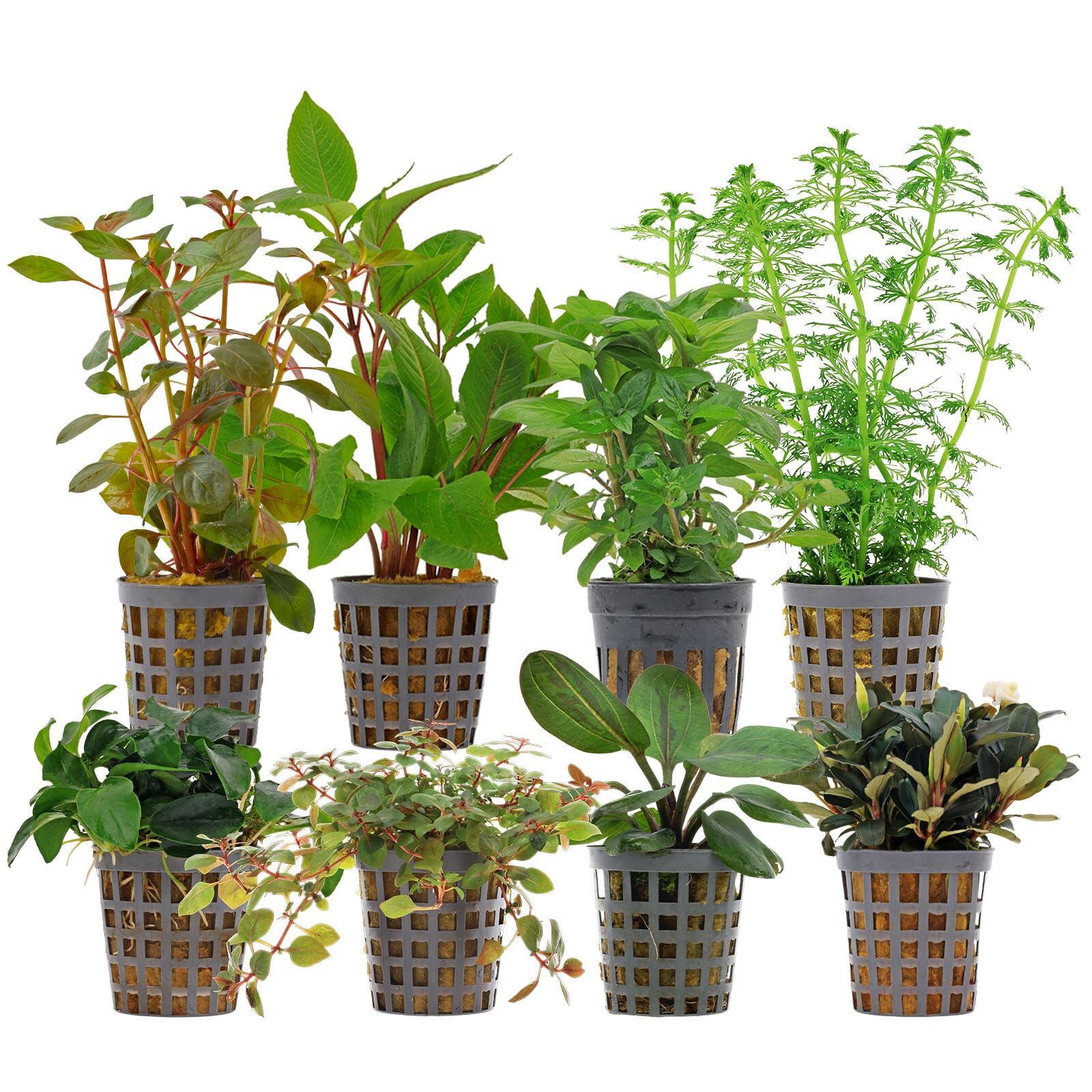 Aquarienpflanzen Set - 250 Liter - Farbig - einfach - Nr. 06