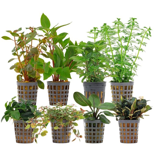 Aquarienpflanzen Set - 250 Liter - Farbig - einfach - Nr. 06