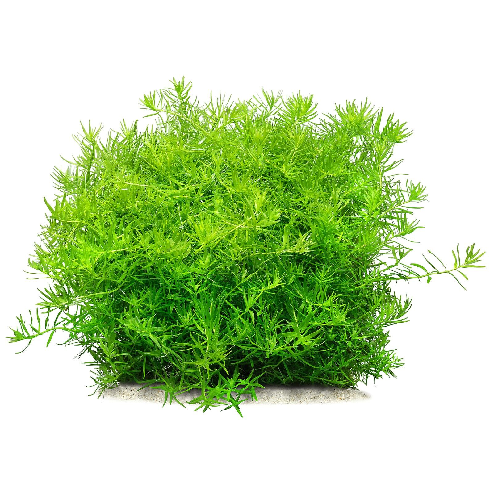 Rotala rotundifolia "Green"
