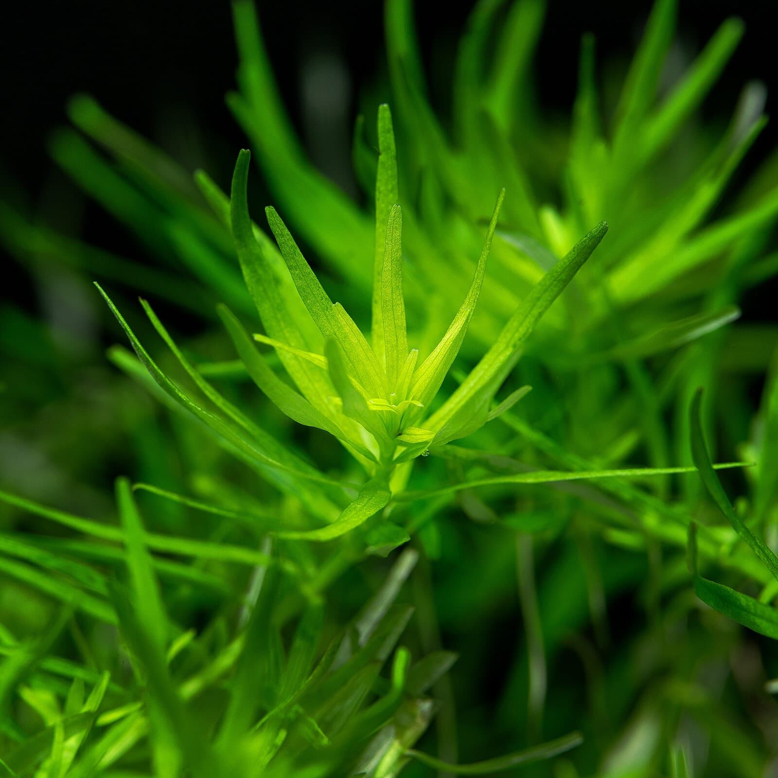 Rotala rotundifolia "Green"