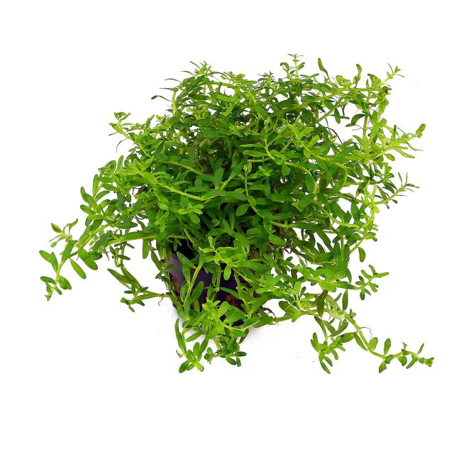 Rotala rotundifolia &quot;Green&quot;
