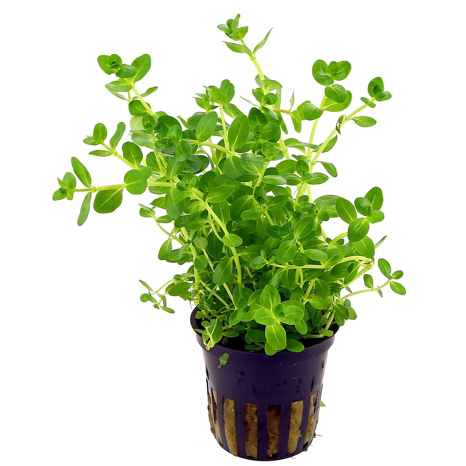 rotala rotundifolia "green" - topf