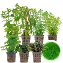 Aquarienpflanzen Set - 250 Liter - Grün - mittel -...